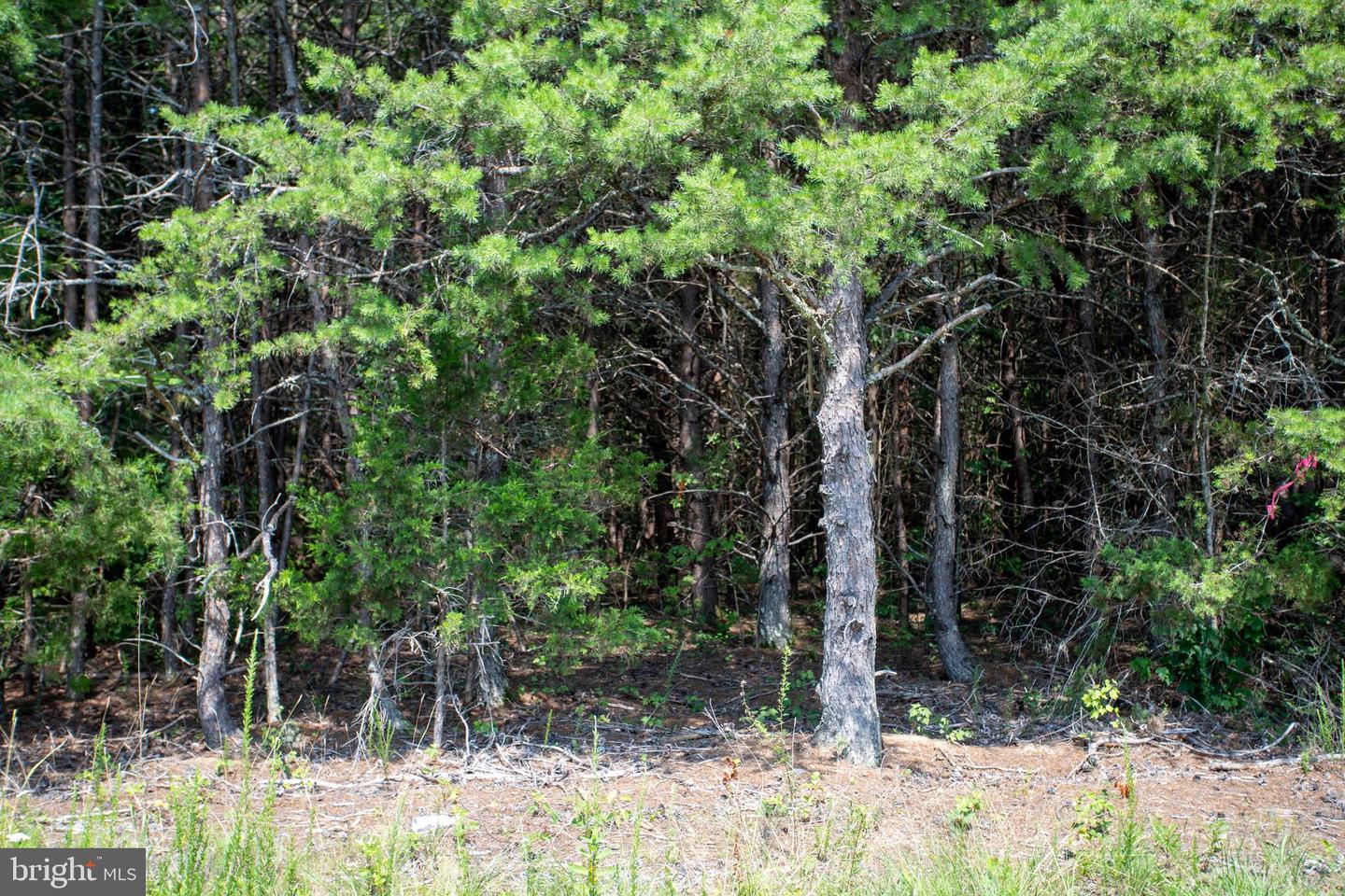 TBD SPRINGFIELD #1, MEHERRIN, Virginia 23954, ,Land,For sale,TBD SPRINGFIELD #1,VALB2000062 MLS # VALB2000062