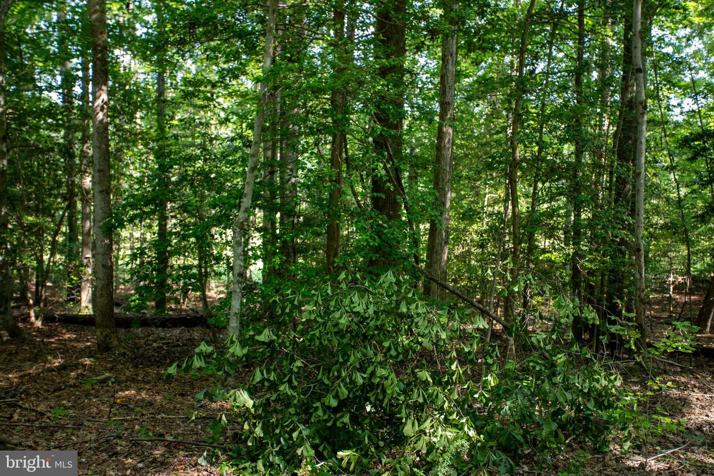 TBD SHADY PINES #34, PROVIDENCE FORGE, Virginia 23140, ,Land,For sale,TBD SHADY PINES #34,VANK2000106 MLS # VANK2000106