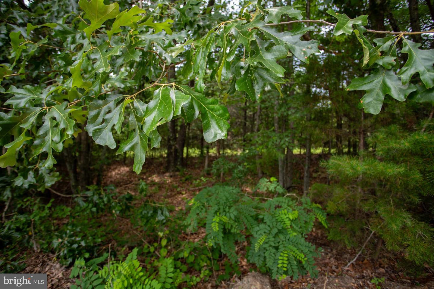 TBD BIG CEDAR LANE #9, NATHALIE, Virginia 24577, ,Land,For sale,TBD BIG CEDAR LANE #9,VAHX2000124 MLS # VAHX2000124