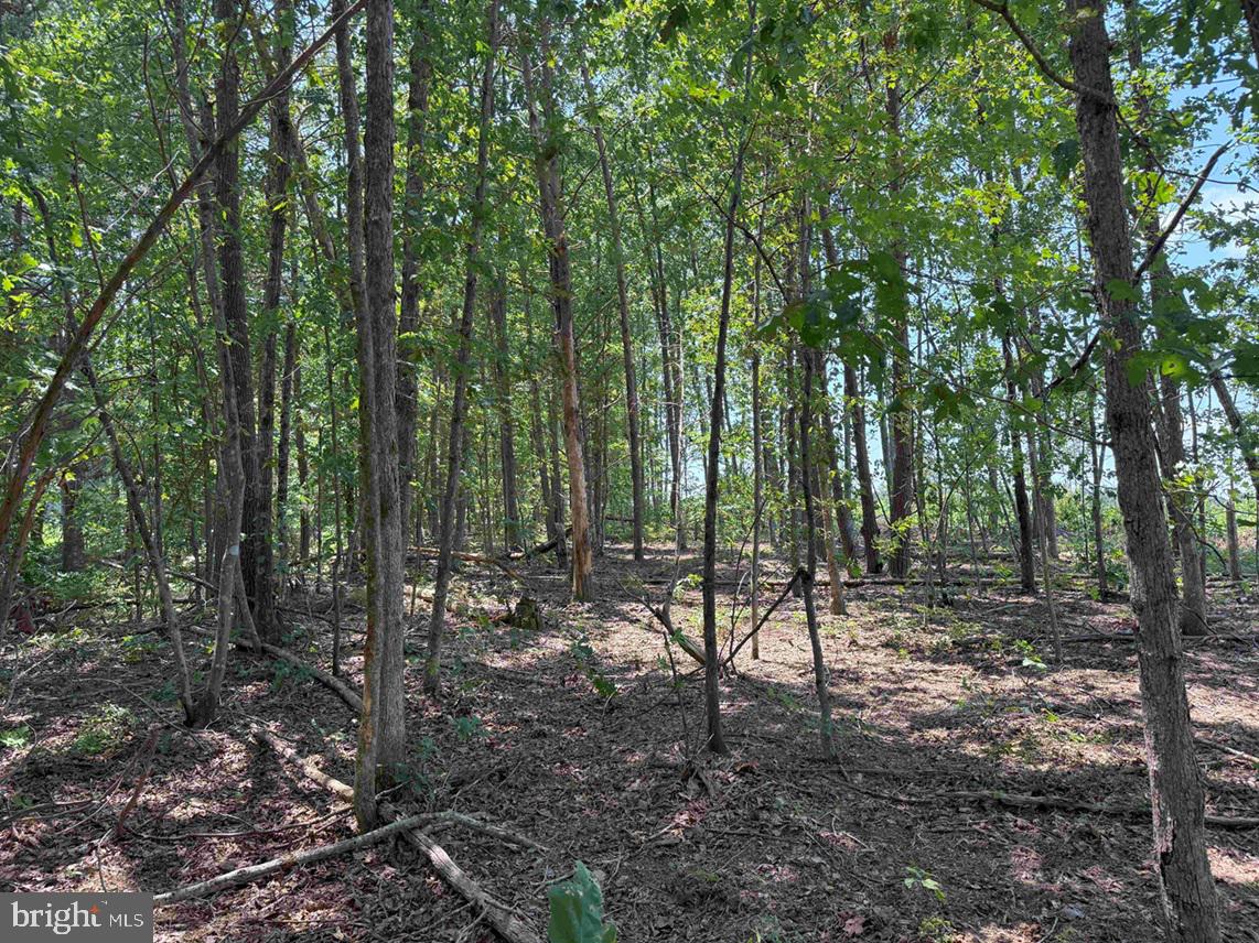 WEST RIVER ROAD (RT. 6) (TRACT: JR A.J. COLLINS-1, SCOTTSVILLE, Virginia 24590, ,Farm,For sale,WEST RIVER ROAD (RT. 6) (TRACT: JR A.J. COLLINS-1,VAFN2000486 MLS # VAFN2000486