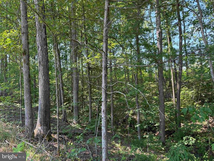 WEST RIVER ROAD (RT. 6) (TRACT: JR A.J. COLLINS-1, SCOTTSVILLE, Virginia 24590, ,Farm,For sale,WEST RIVER ROAD (RT. 6) (TRACT: JR A.J. COLLINS-1,VAFN2000486 MLS # VAFN2000486
