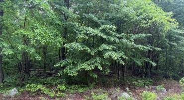 IROQUOIS TRL #LOT 75, WINCHESTER, Virginia 22602, ,Land,For sale,IROQUOIS TRL #LOT 75,VAFV2033844 MLS # VAFV2033844