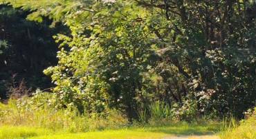TBD KENTS STORE WAY, KENTS STORE, Virginia 23084, ,Land,For sale,TBD KENTS STORE WAY,667764 MLS # 667764