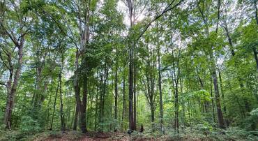 0 JEFFERSON DR, KING GEORGE, Virginia 22485, ,Land,For sale,0 JEFFERSON DR,VAKG2006130 MLS # VAKG2006130