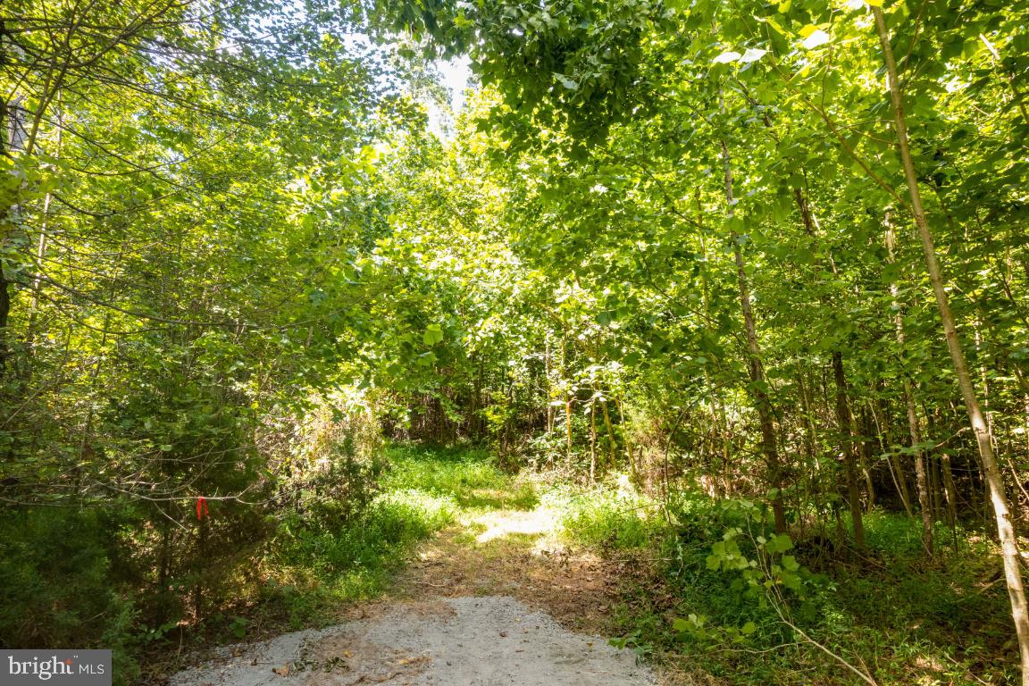 00-TBD W HOOVER, REVA, Virginia 22735, ,Farm,For sale,00-TBD W HOOVER,VAMA2002364 MLS # VAMA2002364