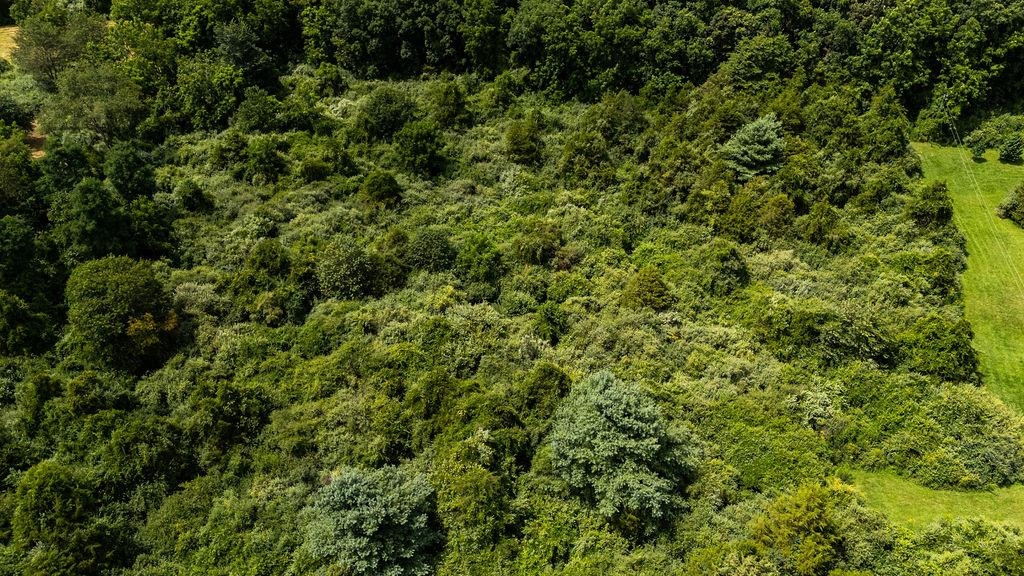 TBD COWPASTURE RIVER RD S, WILLIAMSVILLE, Virginia 24487, ,Land,TBD COWPASTURE RIVER RD S,667841 MLS # 667841
