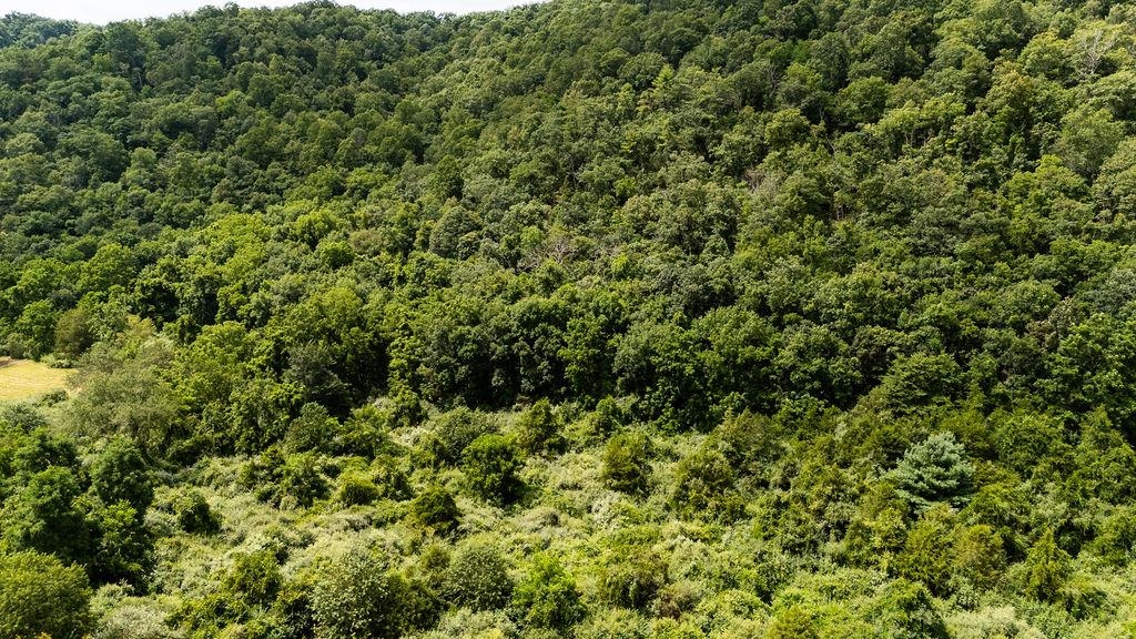 TBD COWPASTURE RIVER RD S, WILLIAMSVILLE, Virginia 24487, ,Land,TBD COWPASTURE RIVER RD S,667841 MLS # 667841