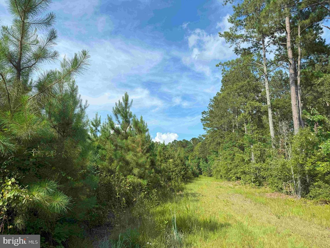 BLACK CREEK ROAD (TRACT: CHESAPEAKE SURRY GRIFFIN), FRANKLIN, Virginia 23851, ,Farm,For sale,BLACK CREEK ROAD (TRACT: CHESAPEAKE SURRY GRIFFIN),VASU2000026 MLS # VASU2000026
