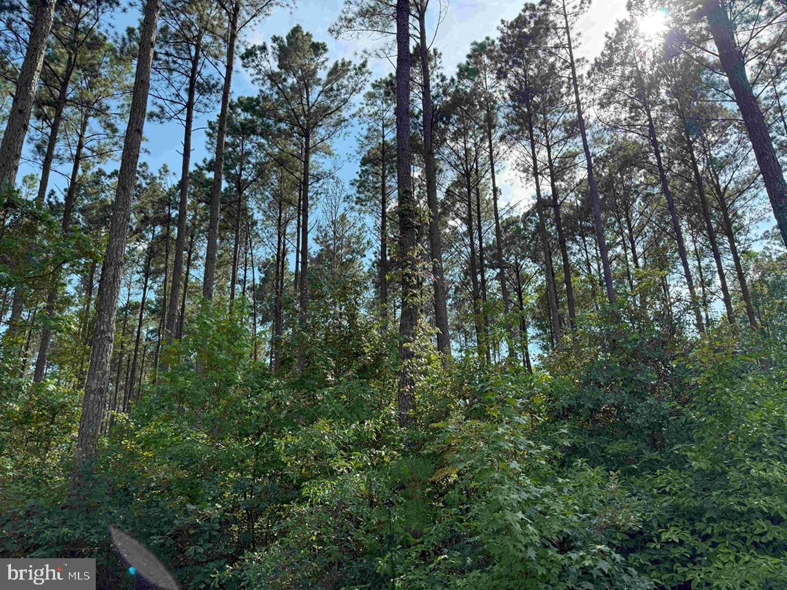 BLACK CREEK ROAD (TRACT: CHESAPEAKE SURRY GRIFFIN), FRANKLIN, Virginia 23851, ,Farm,For sale,BLACK CREEK ROAD (TRACT: CHESAPEAKE SURRY GRIFFIN),VASU2000026 MLS # VASU2000026