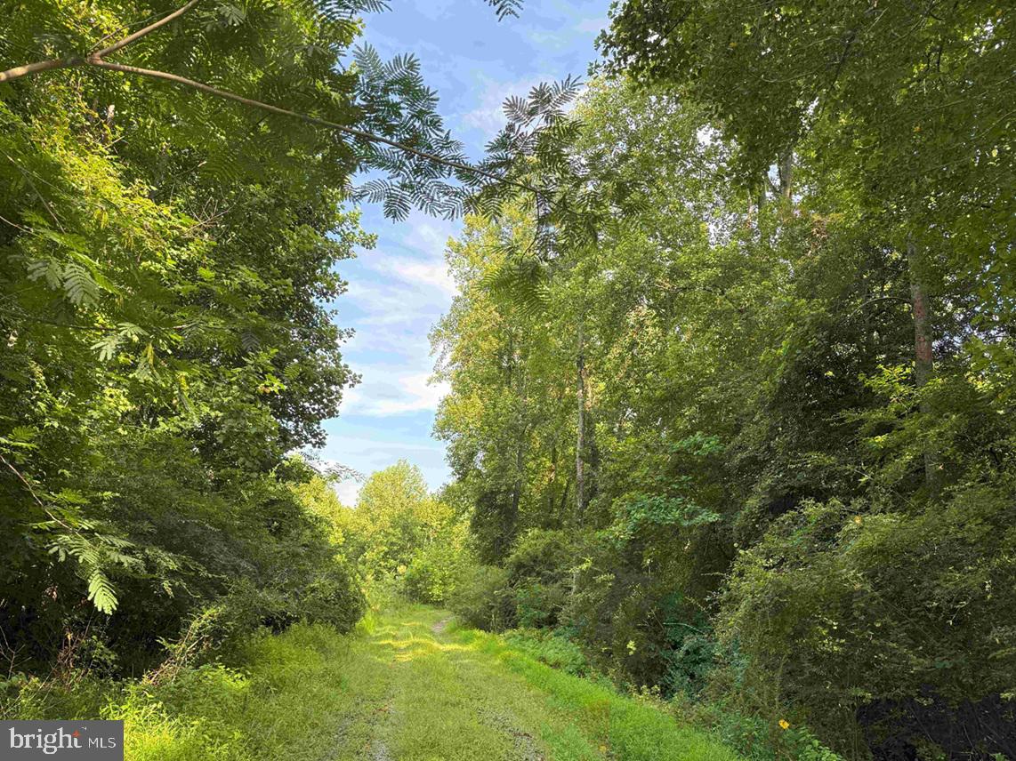 BLACK CREEK ROAD (TRACT: CHESAPEAKE SURRY GRIFFIN), FRANKLIN, Virginia 23851, ,Farm,For sale,BLACK CREEK ROAD (TRACT: CHESAPEAKE SURRY GRIFFIN),VASU2000026 MLS # VASU2000026