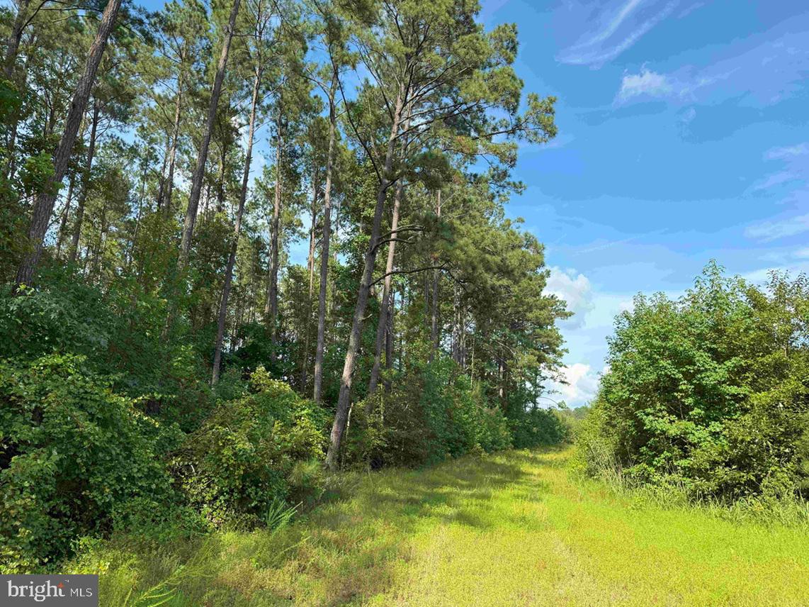 BLACK CREEK ROAD (TRACT: CHESAPEAKE SURRY GRIFFIN), FRANKLIN, Virginia 23851, ,Farm,For sale,BLACK CREEK ROAD (TRACT: CHESAPEAKE SURRY GRIFFIN),VASU2000026 MLS # VASU2000026