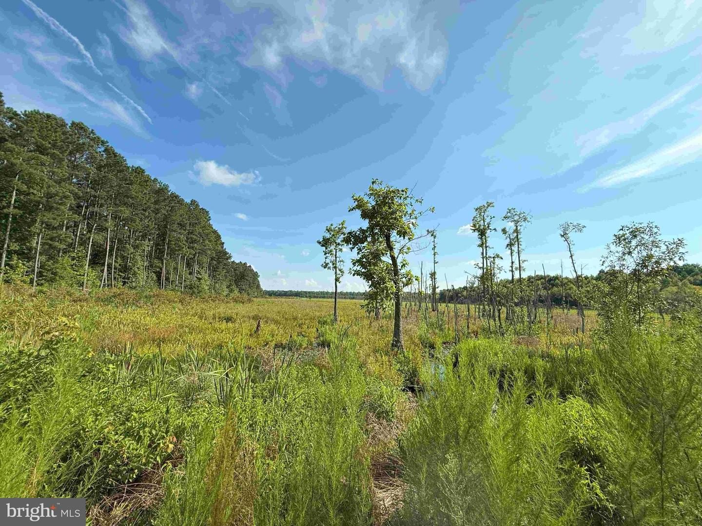 BLACK CREEK ROAD (TRACT: CHESAPEAKE SURRY GRIFFIN), FRANKLIN, Virginia 23851, ,Farm,For sale,BLACK CREEK ROAD (TRACT: CHESAPEAKE SURRY GRIFFIN),VASU2000026 MLS # VASU2000026