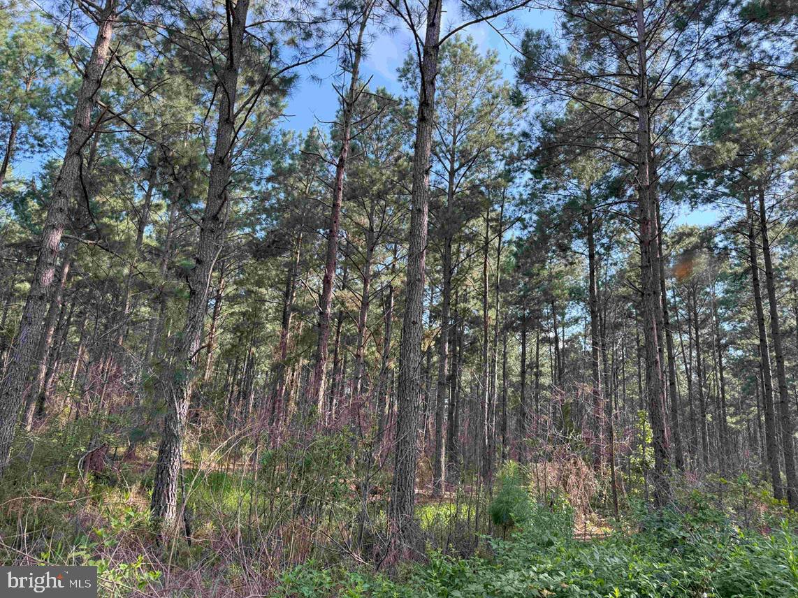 BLACK CREEK ROAD (TRACT: CHESAPEAKE SURRY GRIFFIN), FRANKLIN, Virginia 23851, ,Farm,For sale,BLACK CREEK ROAD (TRACT: CHESAPEAKE SURRY GRIFFIN),VASU2000026 MLS # VASU2000026