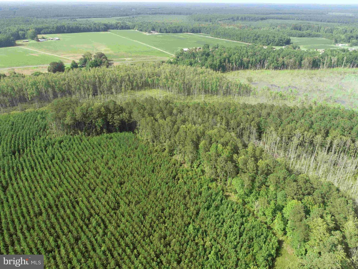BLACK CREEK ROAD (TRACT: CHESAPEAKE SURRY GRIFFIN), FRANKLIN, Virginia 23851, ,Farm,For sale,BLACK CREEK ROAD (TRACT: CHESAPEAKE SURRY GRIFFIN),VASU2000026 MLS # VASU2000026