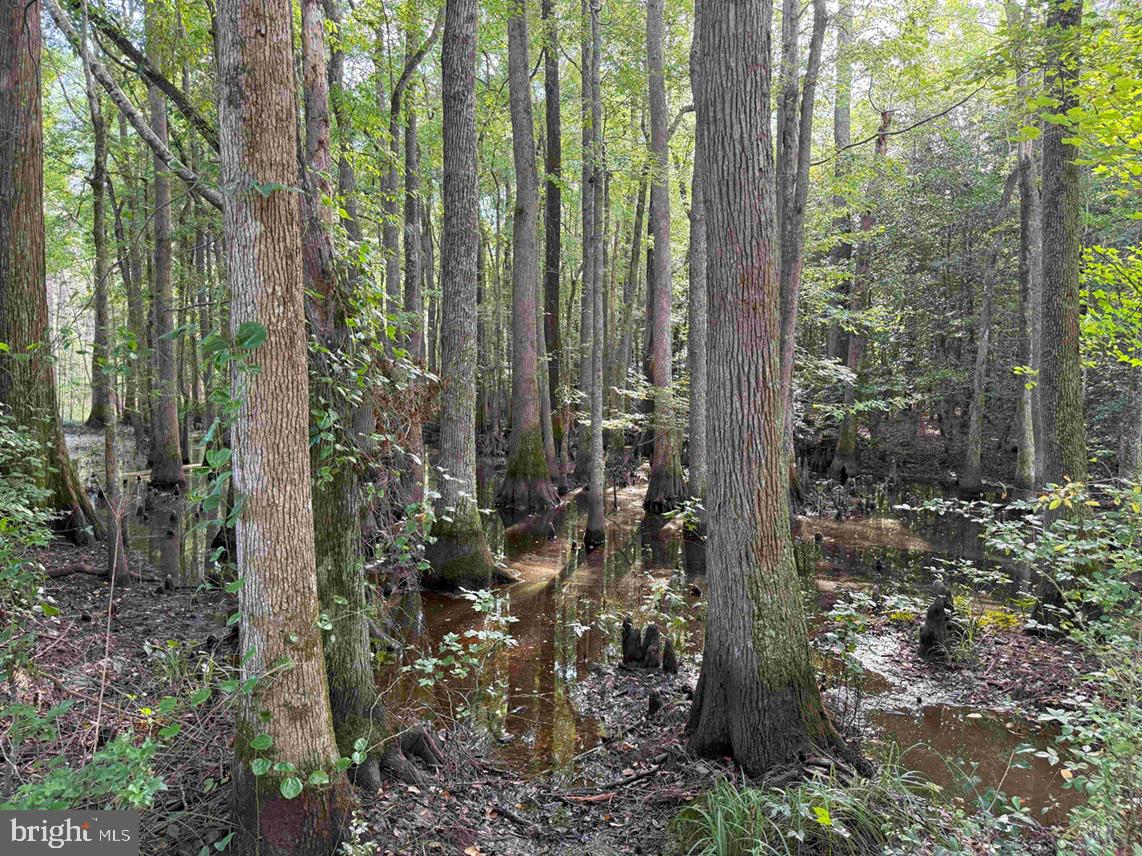 BLACK CREEK ROAD (TRACT: CHESAPEAKE SURRY GRIFFIN), FRANKLIN, Virginia 23851, ,Farm,For sale,BLACK CREEK ROAD (TRACT: CHESAPEAKE SURRY GRIFFIN),VASU2000026 MLS # VASU2000026
