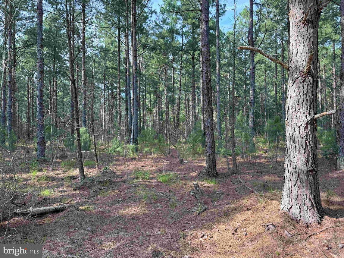 BLACK CREEK ROAD (TRACT: CHESAPEAKE SURRY GRIFFIN), FRANKLIN, Virginia 23851, ,Farm,For sale,BLACK CREEK ROAD (TRACT: CHESAPEAKE SURRY GRIFFIN),VASU2000026 MLS # VASU2000026