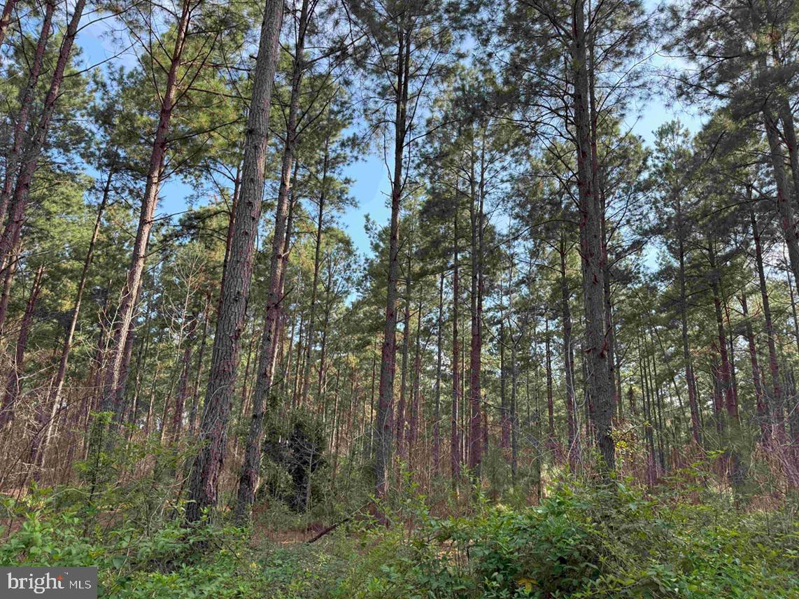 BLACK CREEK ROAD (TRACT: CHESAPEAKE SURRY GRIFFIN), FRANKLIN, Virginia 23851, ,Farm,For sale,BLACK CREEK ROAD (TRACT: CHESAPEAKE SURRY GRIFFIN),VASU2000026 MLS # VASU2000026