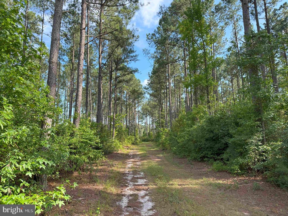 BLACK CREEK ROAD (TRACT: CHESAPEAKE SURRY GRIFFIN), FRANKLIN, Virginia 23851, ,Farm,For sale,BLACK CREEK ROAD (TRACT: CHESAPEAKE SURRY GRIFFIN),VASU2000026 MLS # VASU2000026