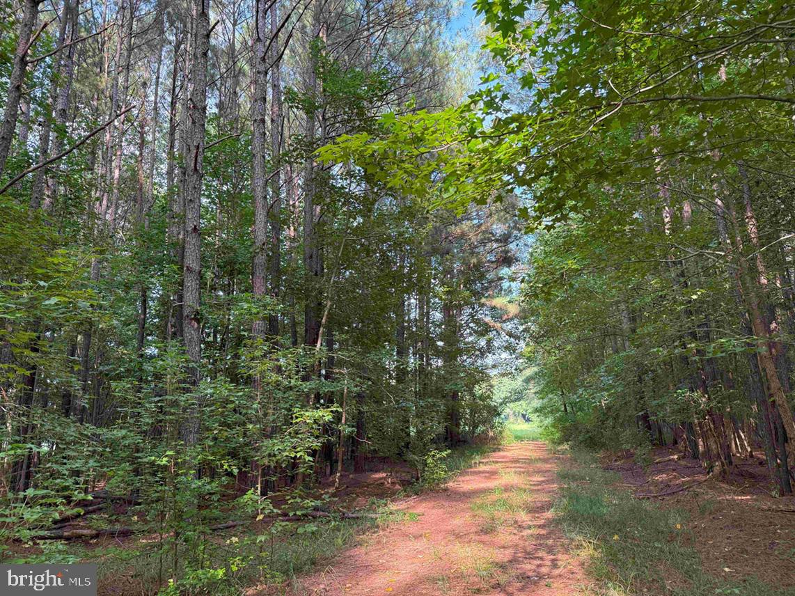 BLACK CREEK ROAD (TRACT: CHESAPEAKE SURRY GRIFFIN), FRANKLIN, Virginia 23851, ,Farm,For sale,BLACK CREEK ROAD (TRACT: CHESAPEAKE SURRY GRIFFIN),VASU2000026 MLS # VASU2000026