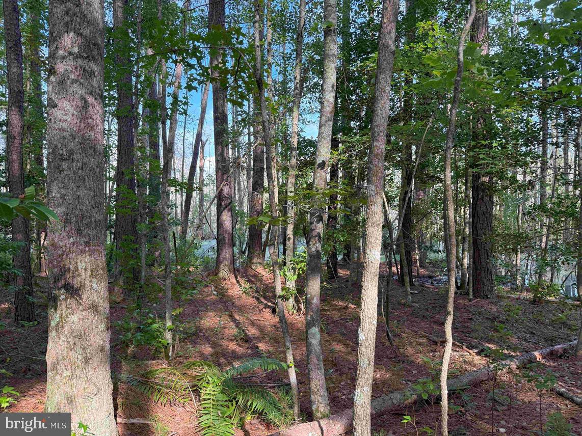BLACK CREEK ROAD (TRACT: CHESAPEAKE SURRY GRIFFIN), FRANKLIN, Virginia 23851, ,Farm,For sale,BLACK CREEK ROAD (TRACT: CHESAPEAKE SURRY GRIFFIN),VASU2000026 MLS # VASU2000026