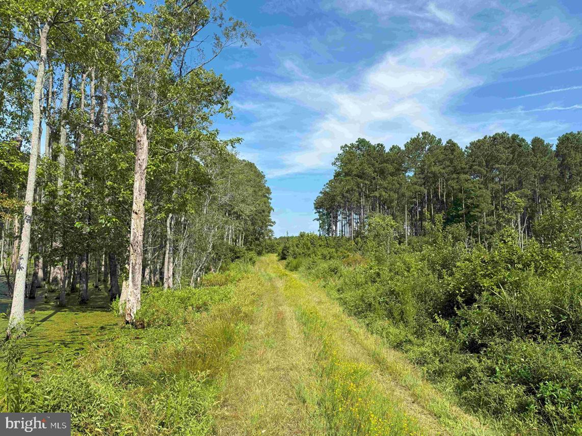 BLACK CREEK ROAD (TRACT: CHESAPEAKE SURRY GRIFFIN), FRANKLIN, Virginia 23851, ,Farm,For sale,BLACK CREEK ROAD (TRACT: CHESAPEAKE SURRY GRIFFIN),VASU2000026 MLS # VASU2000026