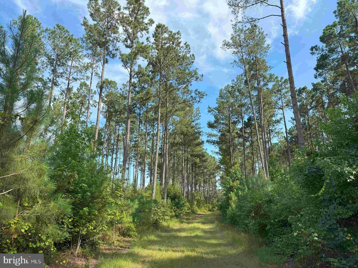 BLACK CREEK ROAD (TRACT: CHESAPEAKE SURRY GRIFFIN), FRANKLIN, Virginia 23851, ,Farm,For sale,BLACK CREEK ROAD (TRACT: CHESAPEAKE SURRY GRIFFIN),VASU2000026 MLS # VASU2000026