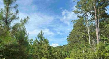 BLACK CREEK ROAD (TRACT: CHESAPEAKE SURRY GRIFFIN), FRANKLIN, Virginia 23851, ,Farm,For sale,BLACK CREEK ROAD (TRACT: CHESAPEAKE SURRY GRIFFIN),VASU2000026 MLS # VASU2000026