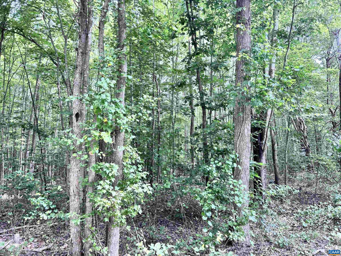 TBD OLD SHORE RD, BLACKSTONE, Virginia 23824, ,Land,For sale,TBD OLD SHORE RD,667894 MLS # 667894