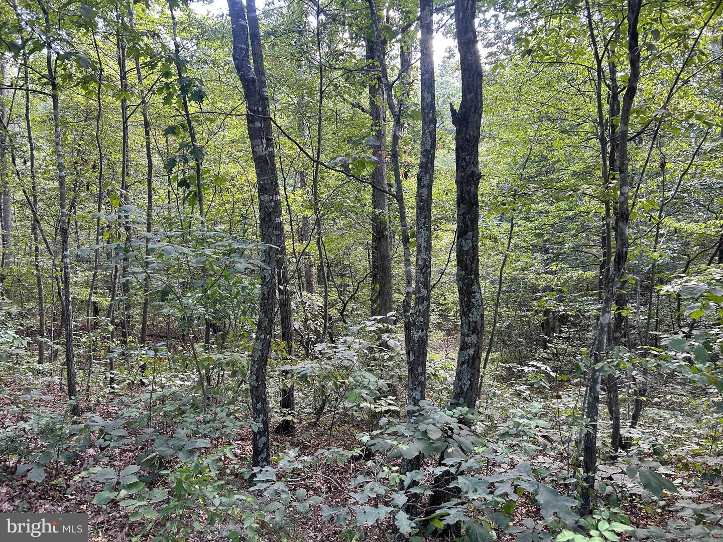 GUN BARREL LANE, WINCHESTER, Virginia 22603, ,Land,For sale,GUN BARREL LANE,VAFV2036132 MLS # VAFV2036132