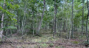 GUN BARREL LANE, WINCHESTER, Virginia 22603, ,Land,For sale,GUN BARREL LANE,VAFV2036132 MLS # VAFV2036132