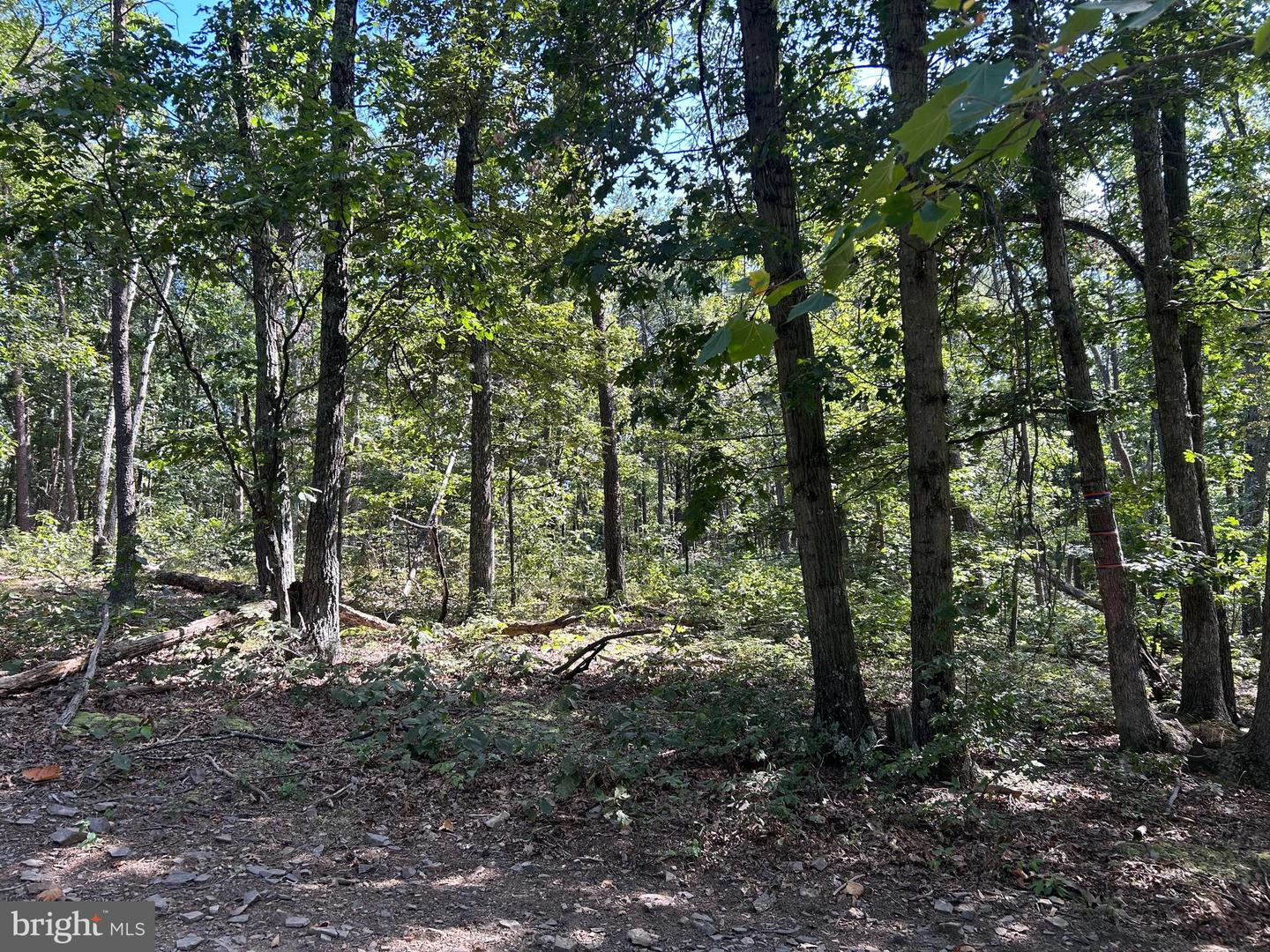GUN BARREL LANE, WINCHESTER, Virginia 22603, ,Land,For sale,GUN BARREL LANE,VAFV2036134 MLS # VAFV2036134