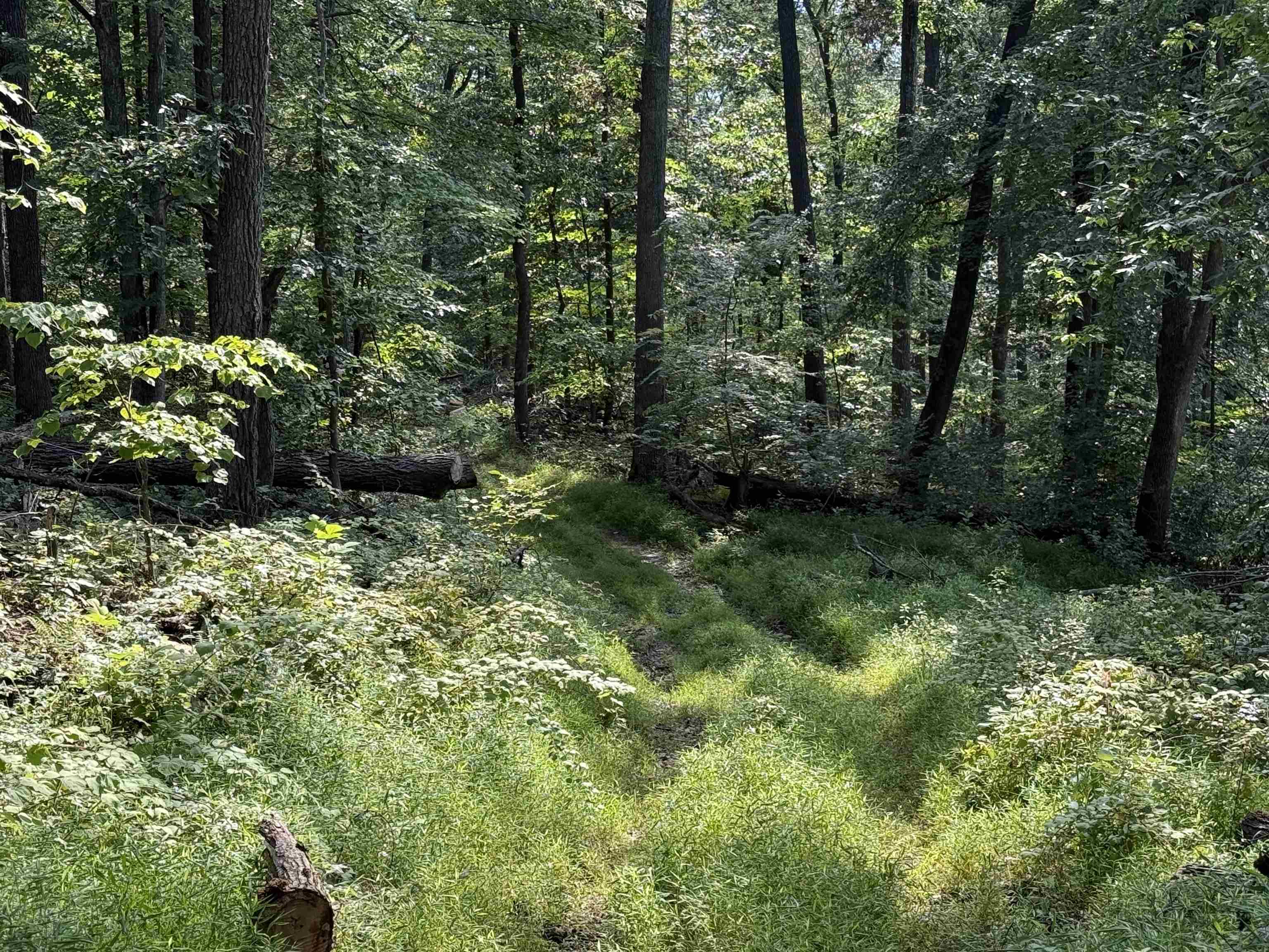 198 acres RUNIONS CREEK RD, BROADWAY, Virginia 22815, ,Farm,198 acres RUNIONS CREEK RD,667929 MLS # 667929