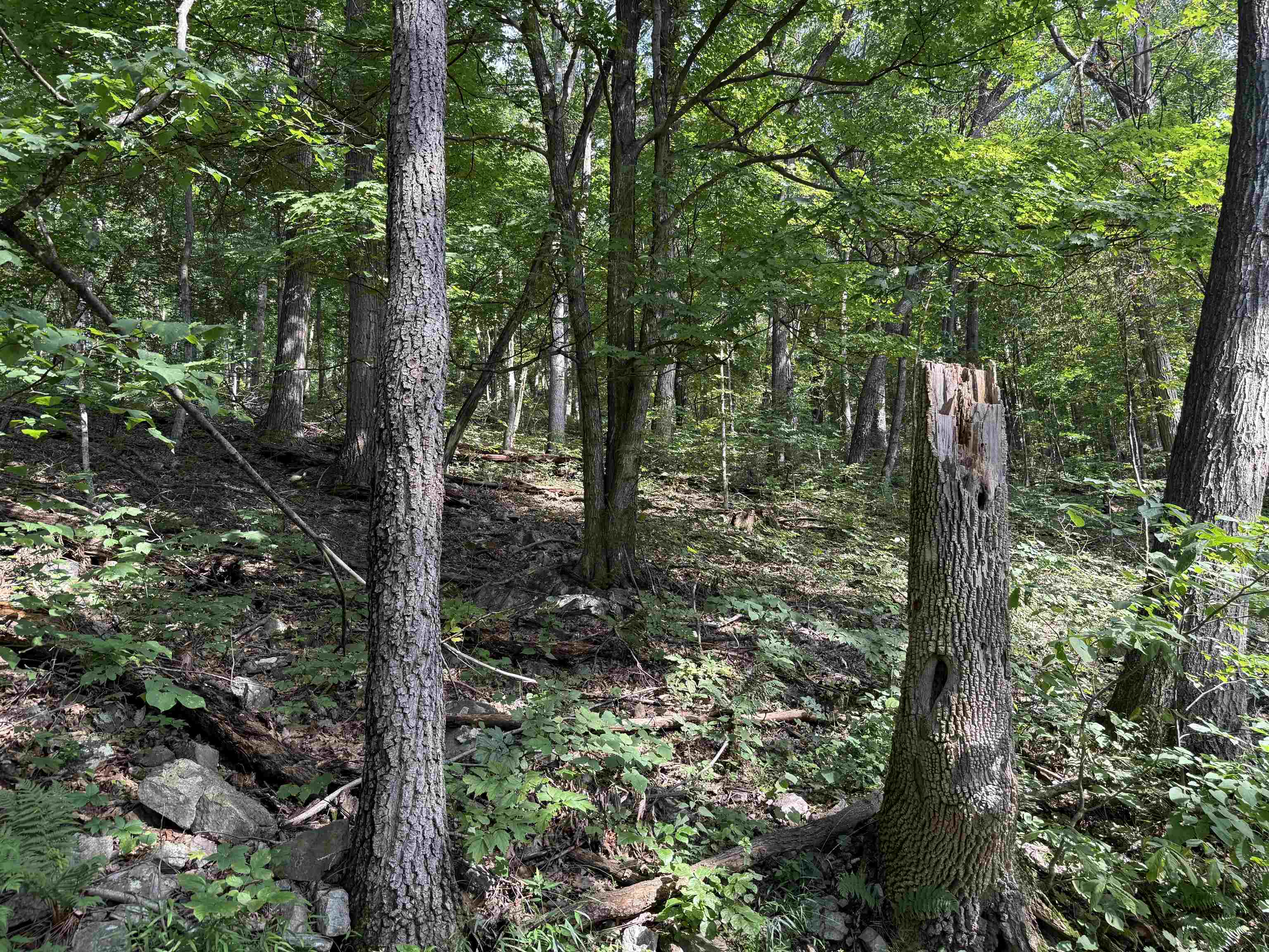 198 acres RUNIONS CREEK RD, BROADWAY, Virginia 22815, ,Farm,198 acres RUNIONS CREEK RD,667929 MLS # 667929