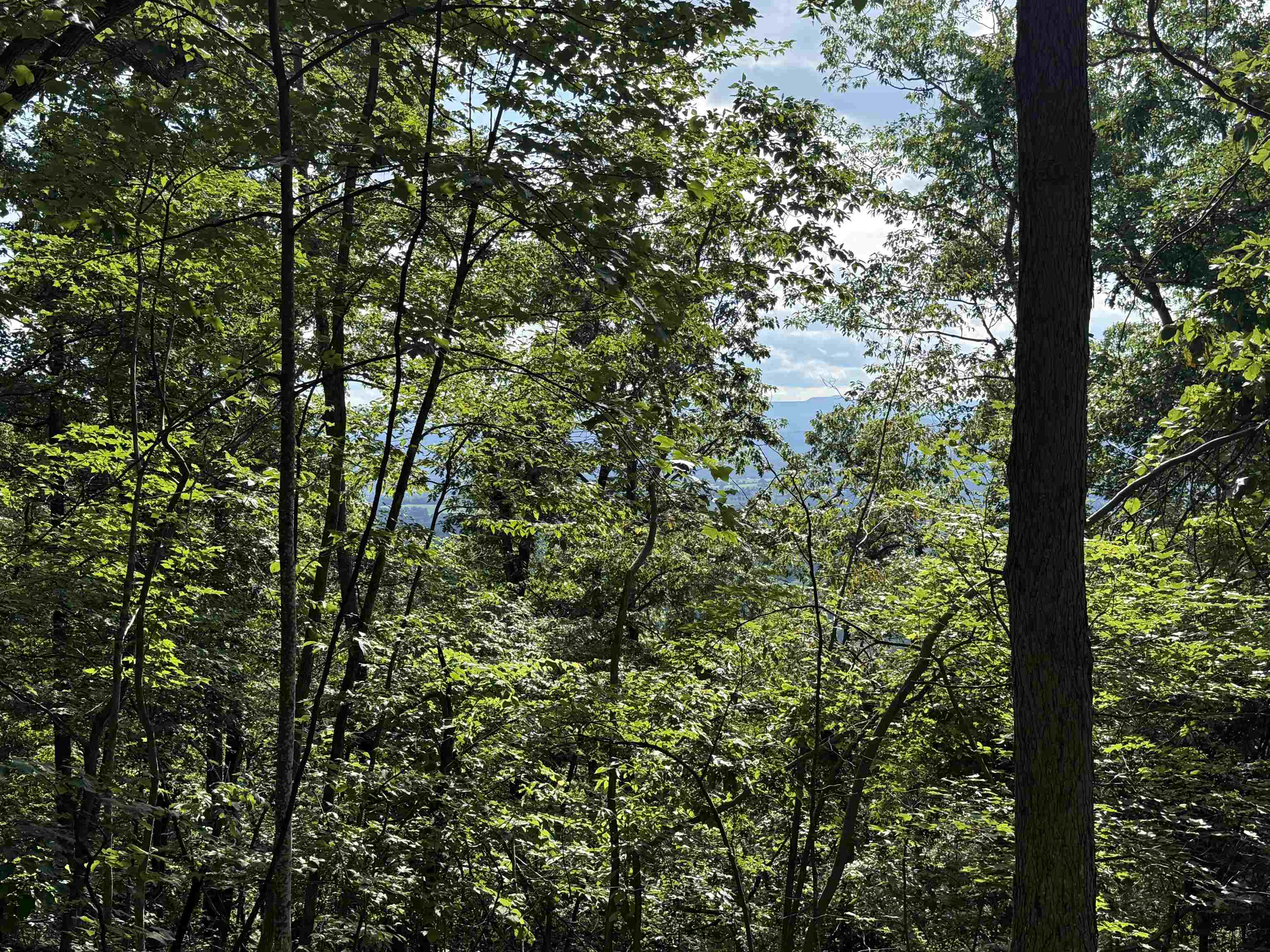 198 acres RUNIONS CREEK RD, BROADWAY, Virginia 22815, ,Farm,198 acres RUNIONS CREEK RD,667929 MLS # 667929