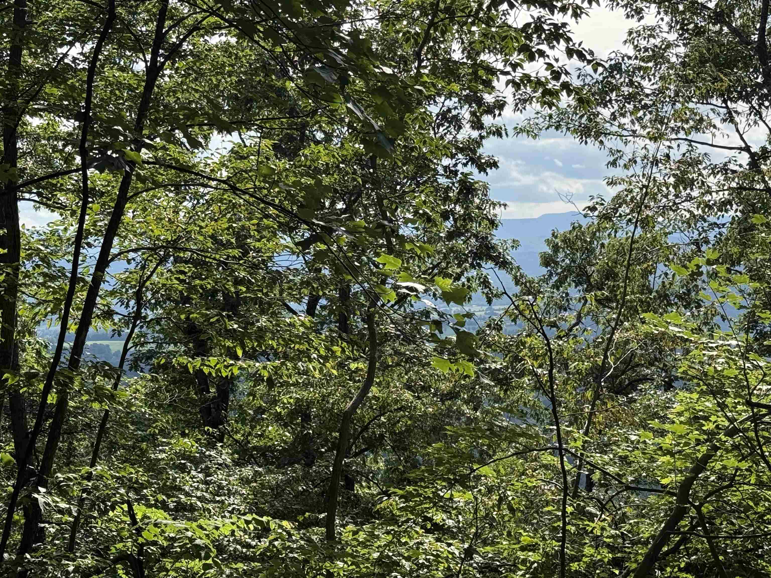 198 acres RUNIONS CREEK RD, BROADWAY, Virginia 22815, ,Farm,198 acres RUNIONS CREEK RD,667929 MLS # 667929