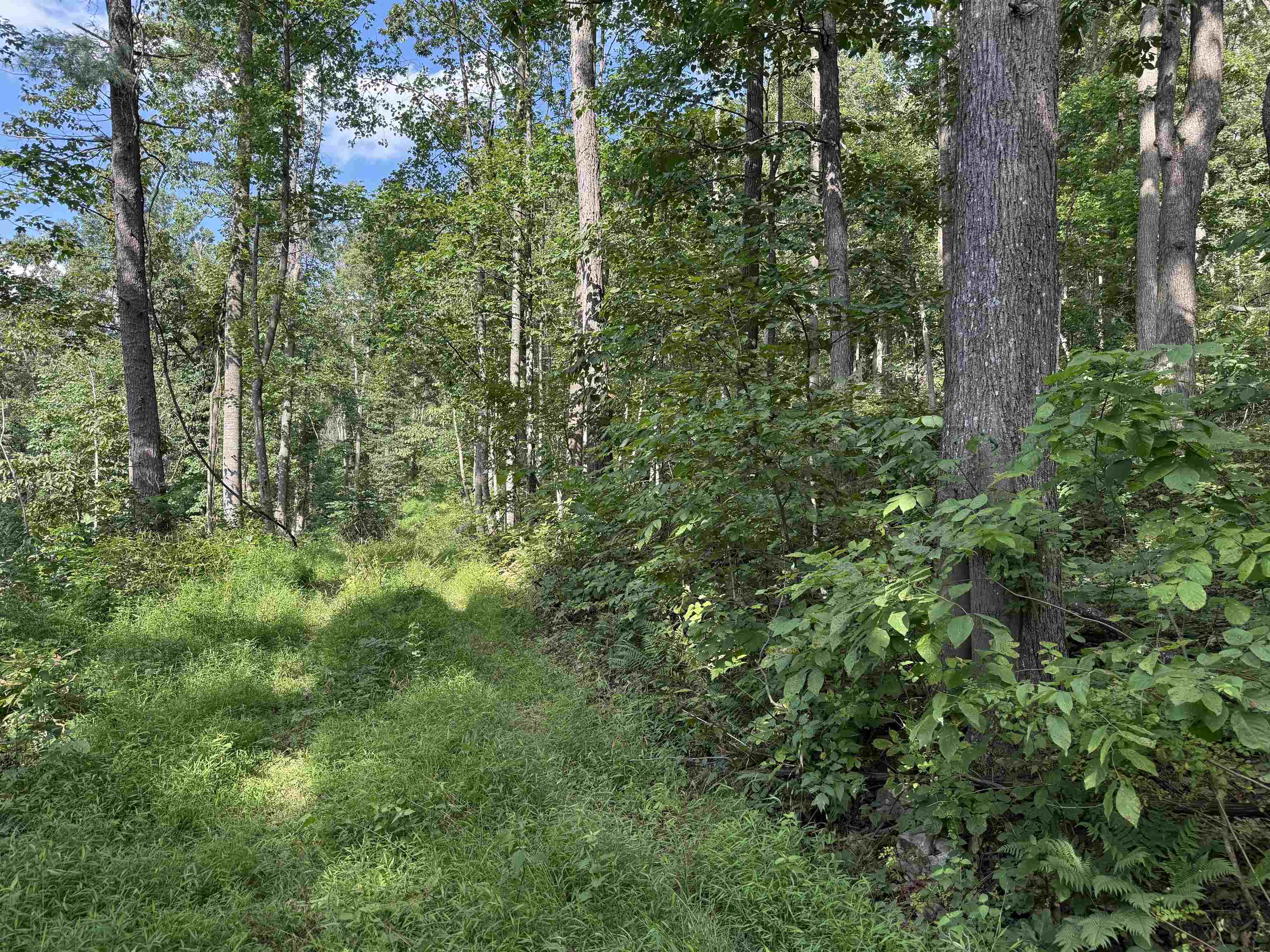 198 acres RUNIONS CREEK RD, BROADWAY, Virginia 22815, ,Farm,198 acres RUNIONS CREEK RD,667929 MLS # 667929