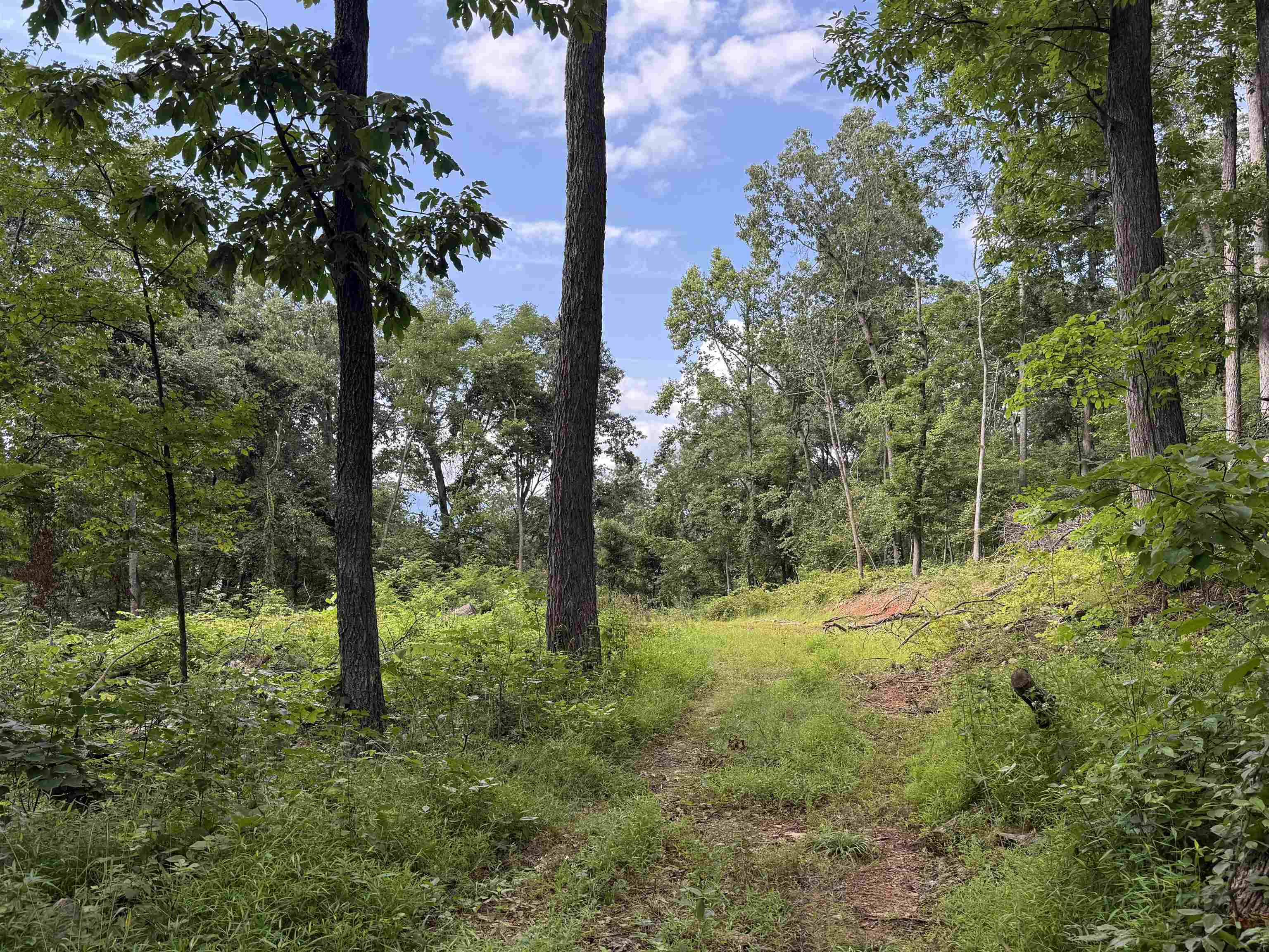 198 acres RUNIONS CREEK RD, BROADWAY, Virginia 22815, ,Farm,198 acres RUNIONS CREEK RD,667929 MLS # 667929