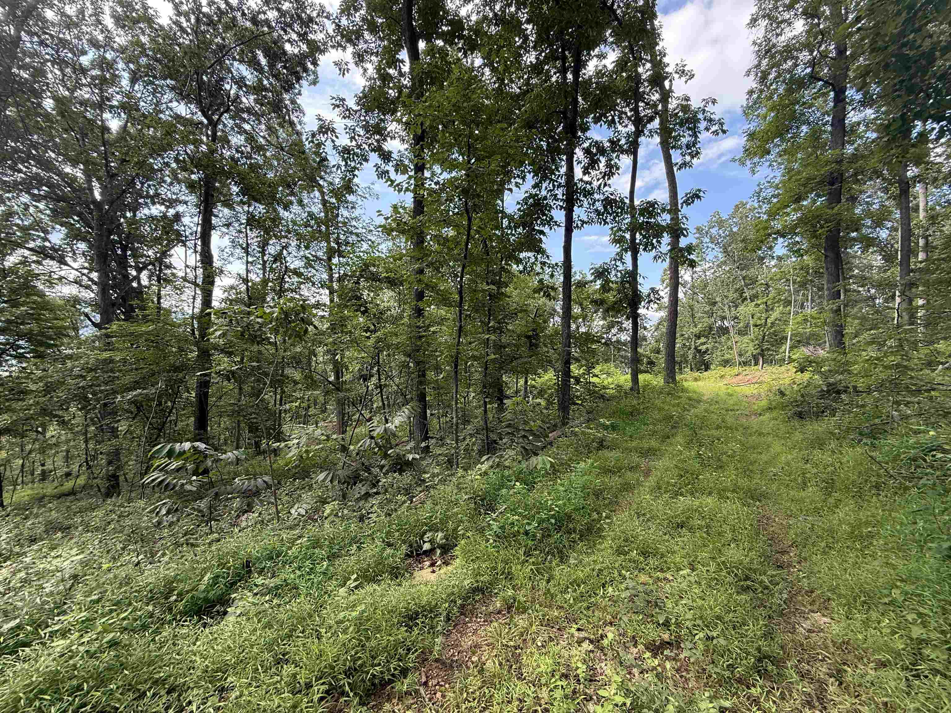 198 acres RUNIONS CREEK RD, BROADWAY, Virginia 22815, ,Farm,198 acres RUNIONS CREEK RD,667929 MLS # 667929
