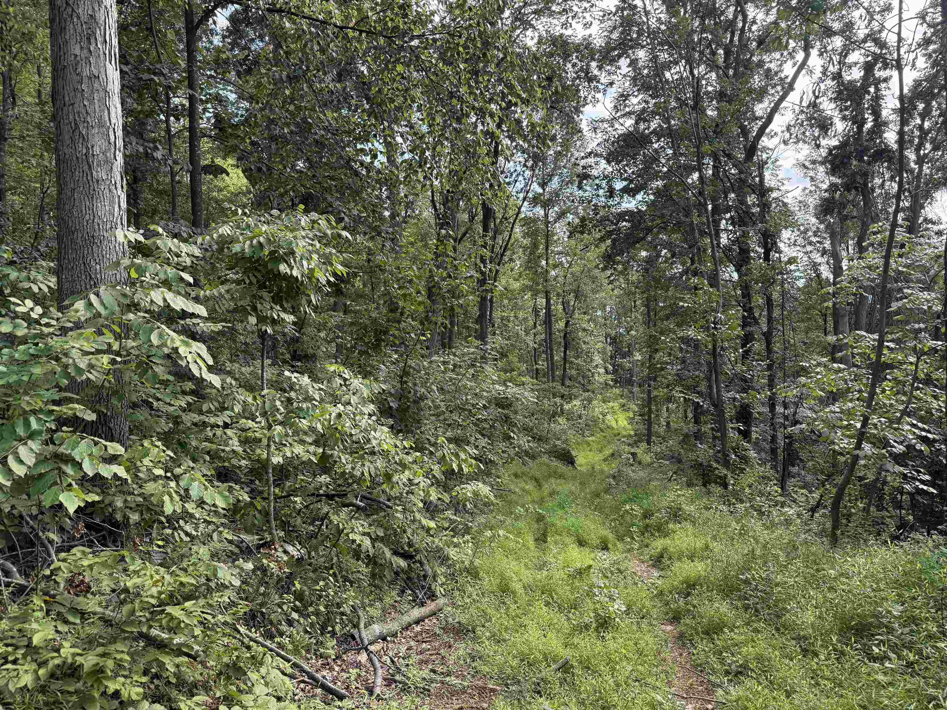 198 acres RUNIONS CREEK RD, BROADWAY, Virginia 22815, ,Farm,198 acres RUNIONS CREEK RD,667929 MLS # 667929