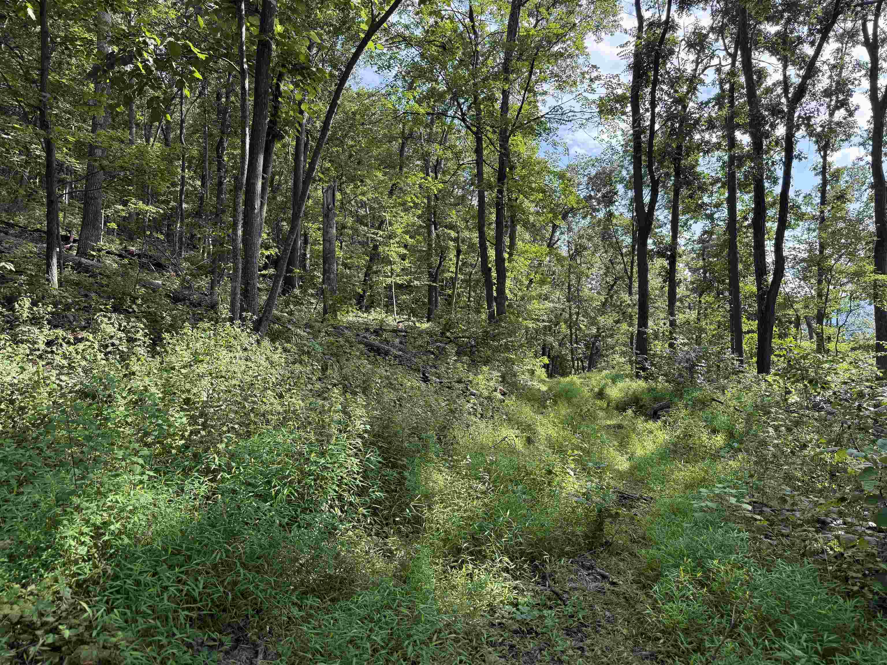 198 acres RUNIONS CREEK RD, BROADWAY, Virginia 22815, ,Farm,198 acres RUNIONS CREEK RD,667929 MLS # 667929