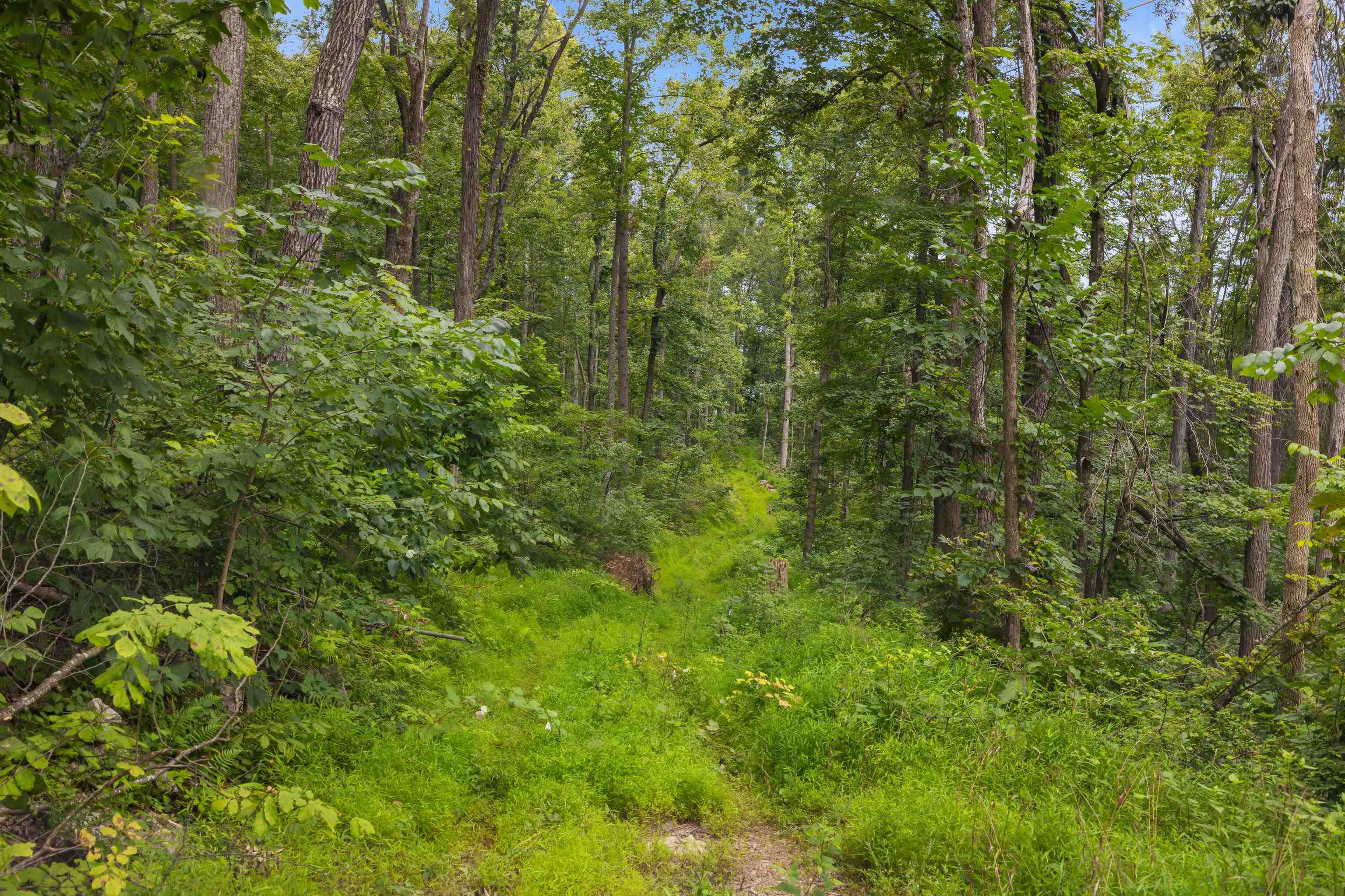 198 acres RUNIONS CREEK RD, BROADWAY, Virginia 22815, ,Farm,198 acres RUNIONS CREEK RD,667929 MLS # 667929