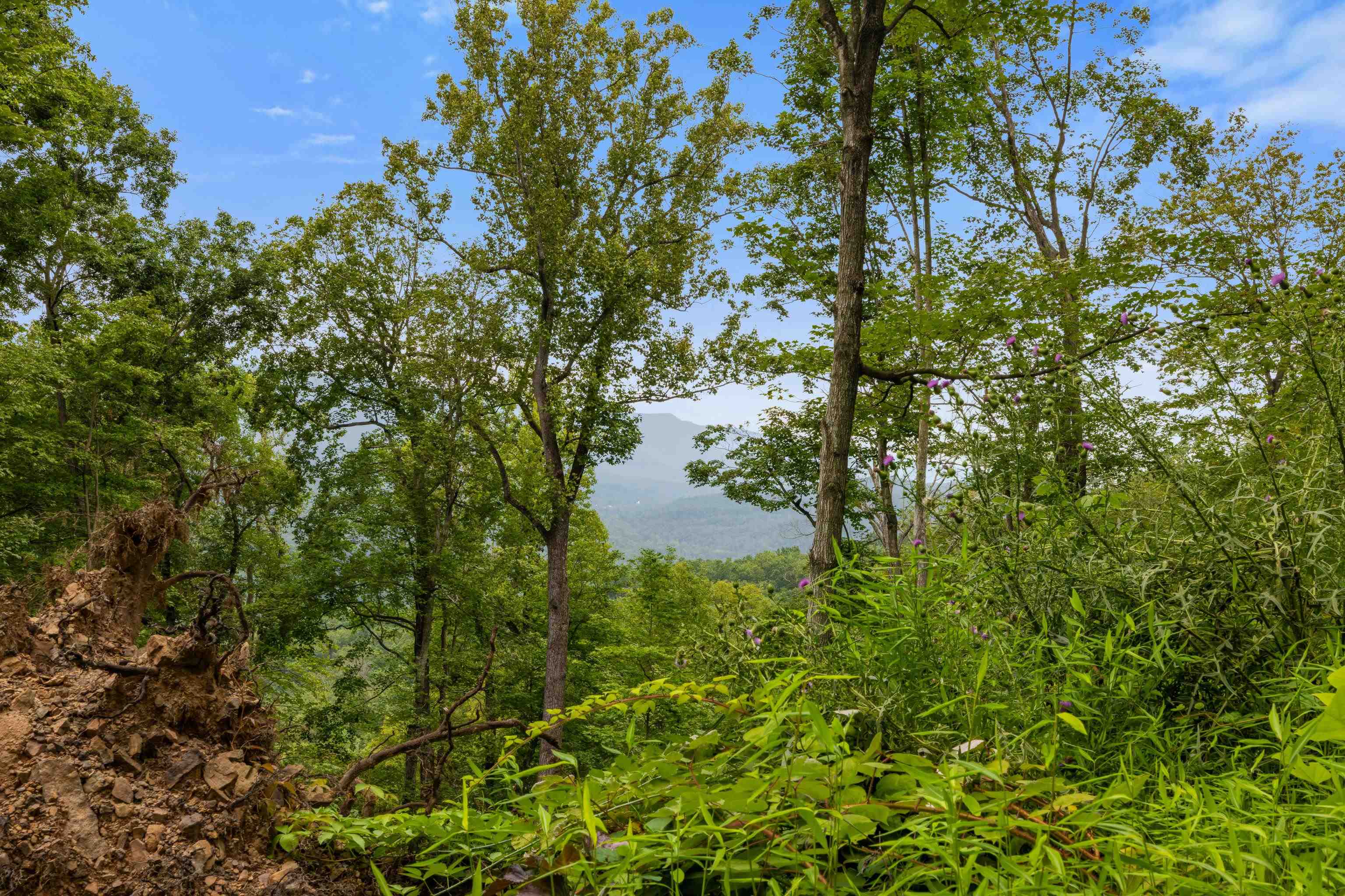 198 acres RUNIONS CREEK RD, BROADWAY, Virginia 22815, ,Farm,198 acres RUNIONS CREEK RD,667929 MLS # 667929