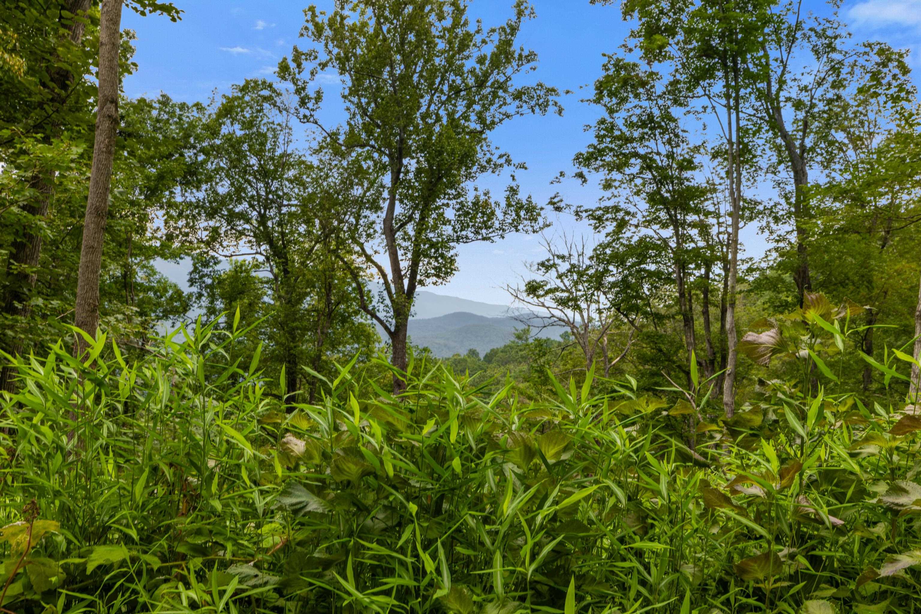 198 acres RUNIONS CREEK RD, BROADWAY, Virginia 22815, ,Farm,198 acres RUNIONS CREEK RD,667929 MLS # 667929