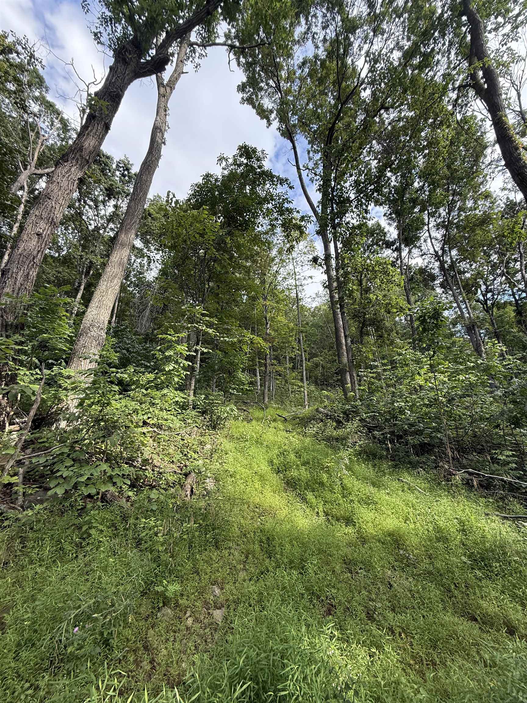 198 acres RUNIONS CREEK RD, BROADWAY, Virginia 22815, ,Farm,198 acres RUNIONS CREEK RD,667929 MLS # 667929