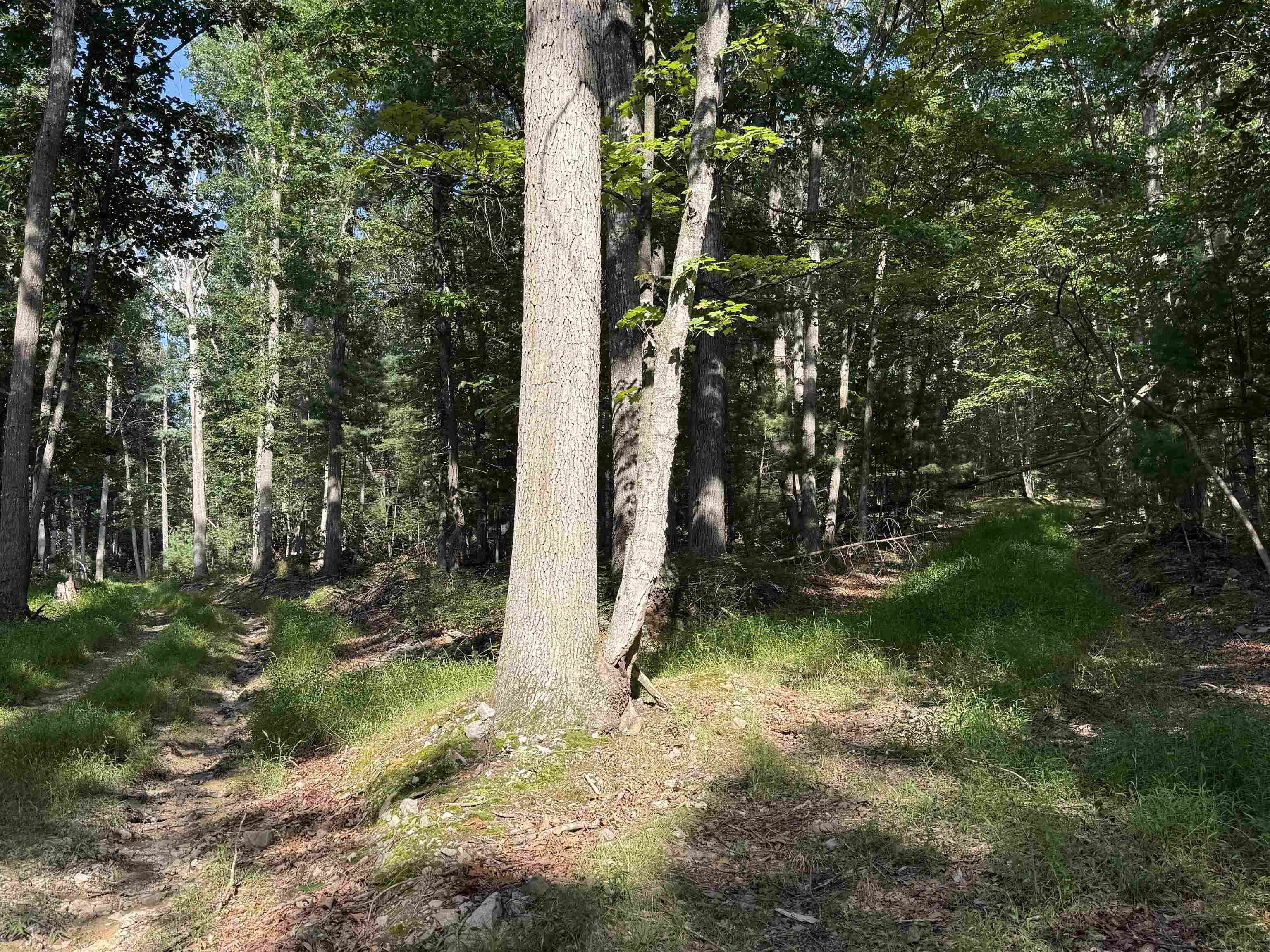 198 acres RUNIONS CREEK RD, BROADWAY, Virginia 22815, ,Farm,198 acres RUNIONS CREEK RD,667929 MLS # 667929