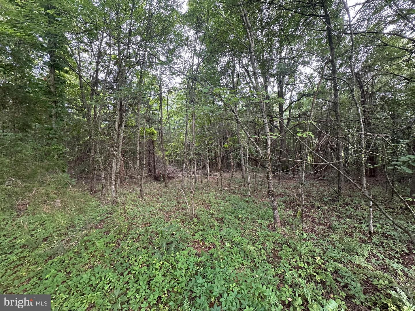 9937 HAYDEN RD, SPOTSYLVANIA, Virginia 22551, ,Land,For sale,9937 HAYDEN RD,VASP2034626 MLS # VASP2034626