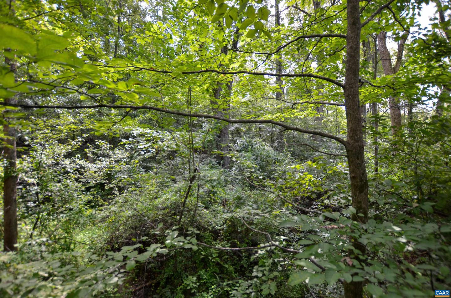 DUDLEY MOUNTAIN RD, NORTH GARDEN, Virginia 22959, ,Land,For sale,DUDLEY MOUNTAIN RD,667914 MLS # 667914