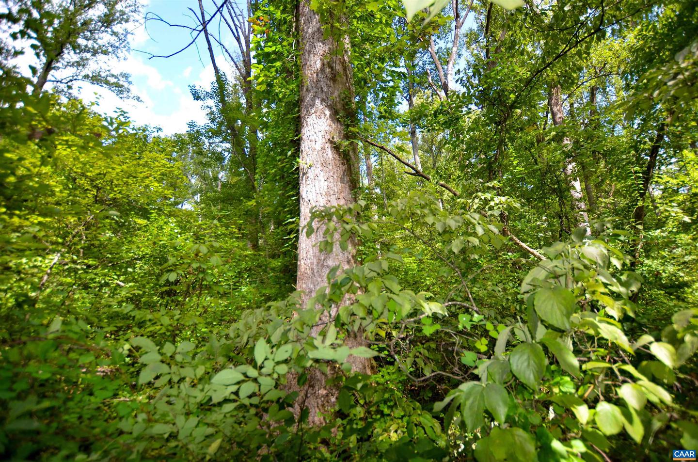 DUDLEY MOUNTAIN RD, NORTH GARDEN, Virginia 22959, ,Land,For sale,DUDLEY MOUNTAIN RD,667914 MLS # 667914