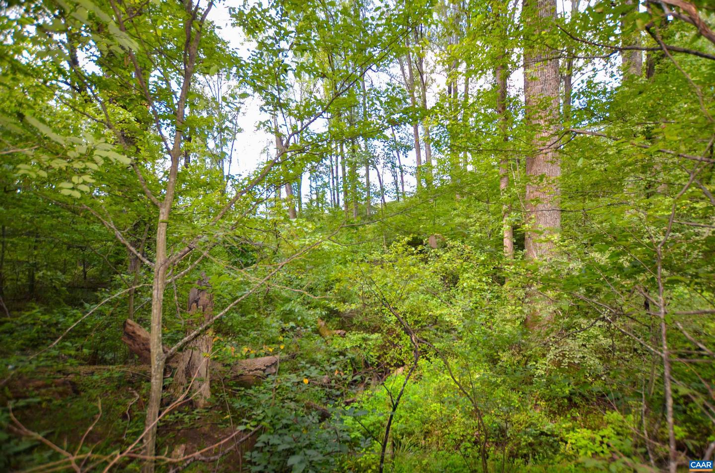 DUDLEY MOUNTAIN RD, NORTH GARDEN, Virginia 22959, ,Land,For sale,DUDLEY MOUNTAIN RD,667914 MLS # 667914