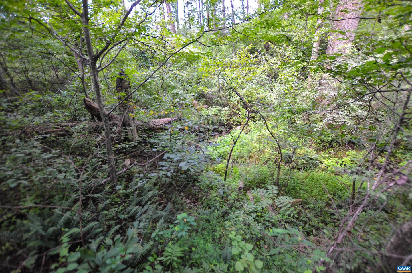 DUDLEY MOUNTAIN RD, NORTH GARDEN, Virginia 22959, ,Land,For sale,DUDLEY MOUNTAIN RD,667914 MLS # 667914